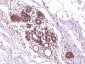 HSP70 Mouse mAb